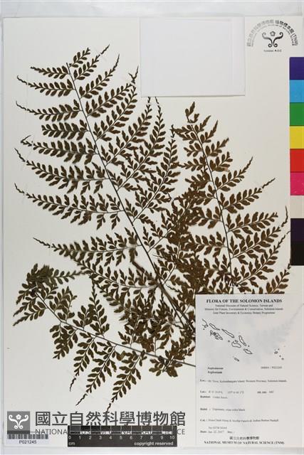 登錄號:P021245藏品圖，第1張