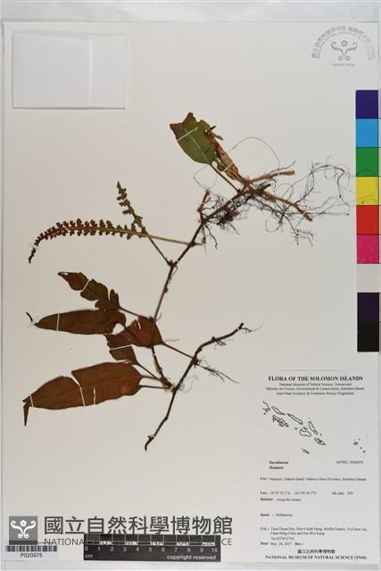 登錄號:P020975藏品圖，第1張