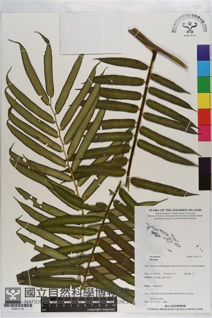 登錄號:P021175藏品圖，第1張