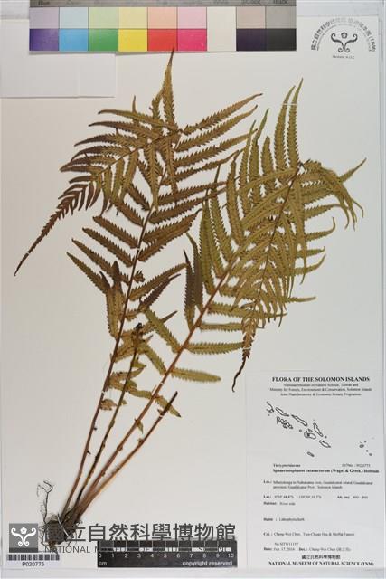 登錄號:P020775藏品圖，第1張