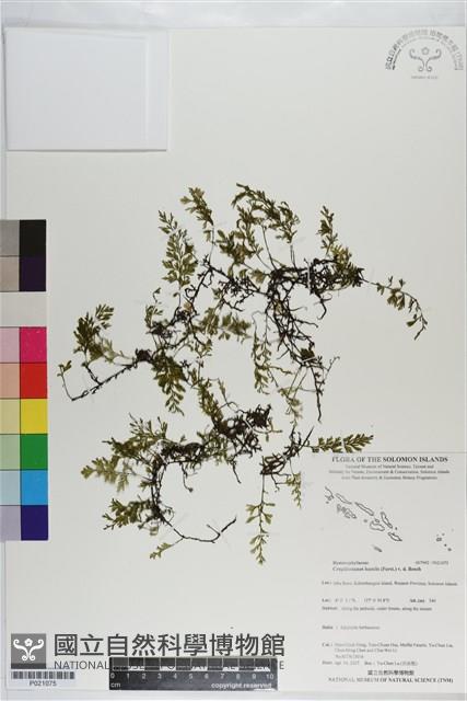 厚邊蕨藏品圖，第1張