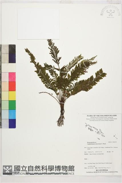 Accession Number:P022575 Collection Image