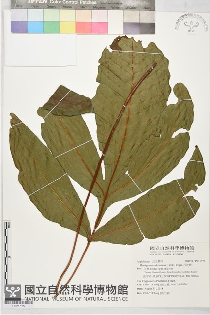 沙皮蕨藏品圖，第1張