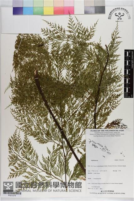 登錄號:P021275藏品圖，第1張