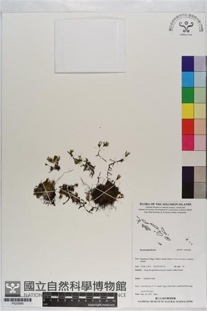 登錄號:P020985藏品圖，第1張