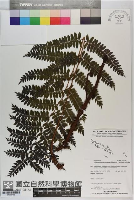 登錄號:P020785藏品圖，第1張