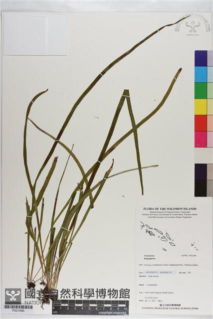 Accession Number:P021085 Collection Image