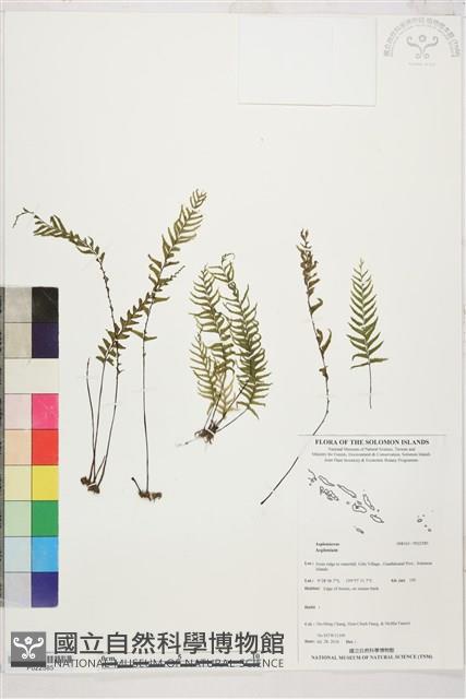 Accession Number:P022585 Collection Image