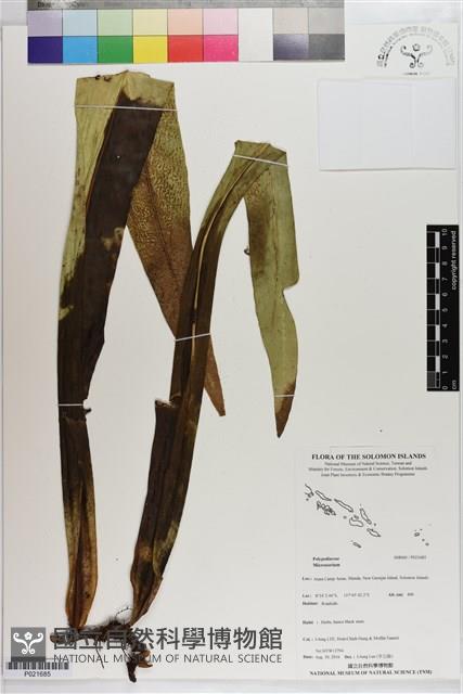 登錄號:P021685藏品圖，第1張