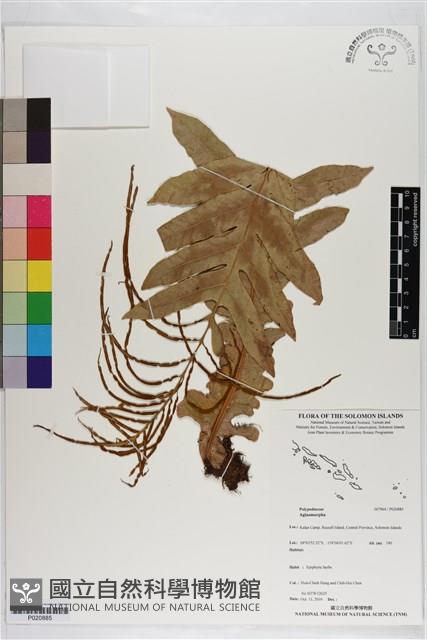 登錄號:P020885藏品圖，第1張