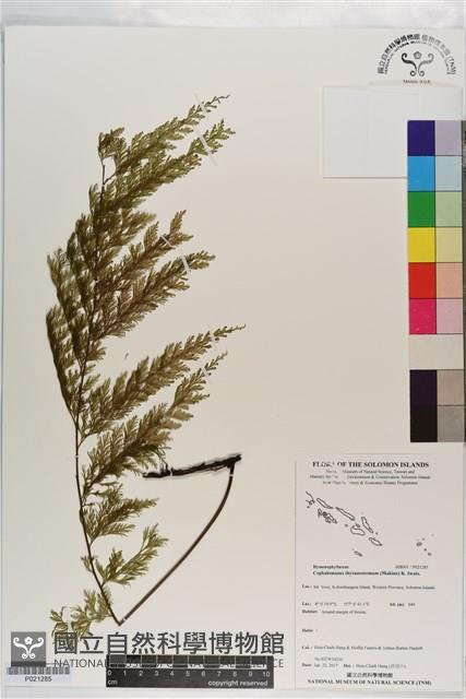 球桿毛蕨藏品圖，第1張