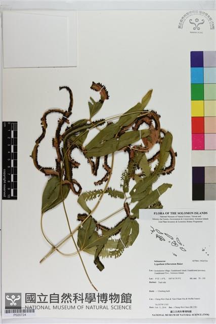 登錄號:P020724藏品圖，第1張