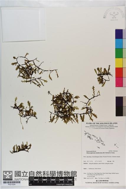 登錄號:P021024藏品圖，第1張