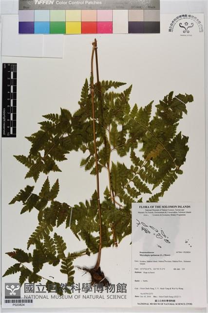 熱帶鱗蓋蕨藏品圖，第1張