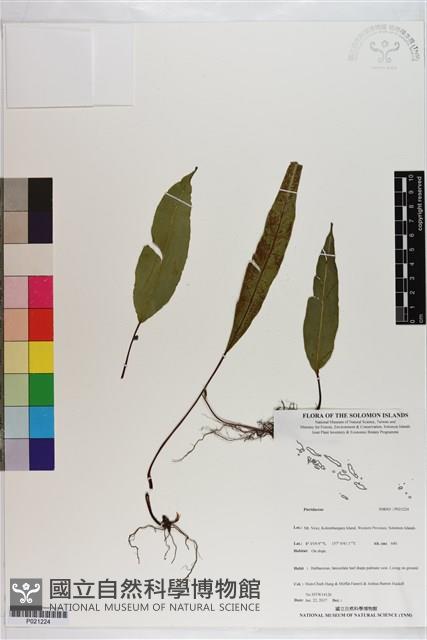 登錄號:P021224藏品圖，第1張