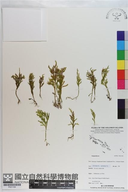 登錄號:P021104藏品圖，第1張