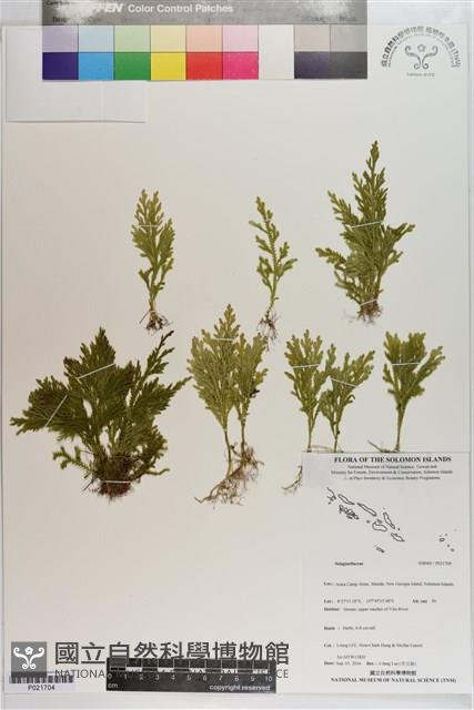 登錄號:P021704藏品圖，第1張