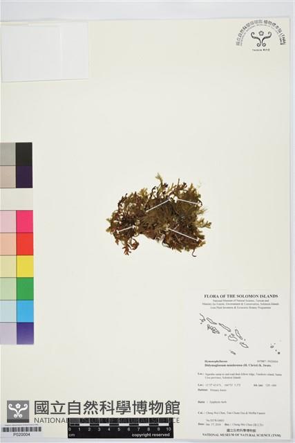 登錄號:P020004藏品圖，第1張