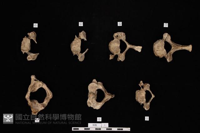 人骨藏品圖，第1張