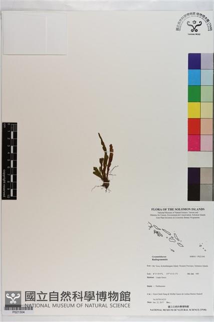 登錄號:P021304藏品圖，第1張