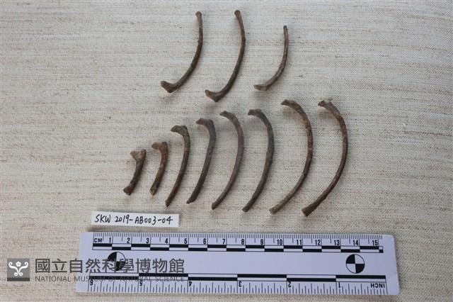 家犬藏品圖，第1張