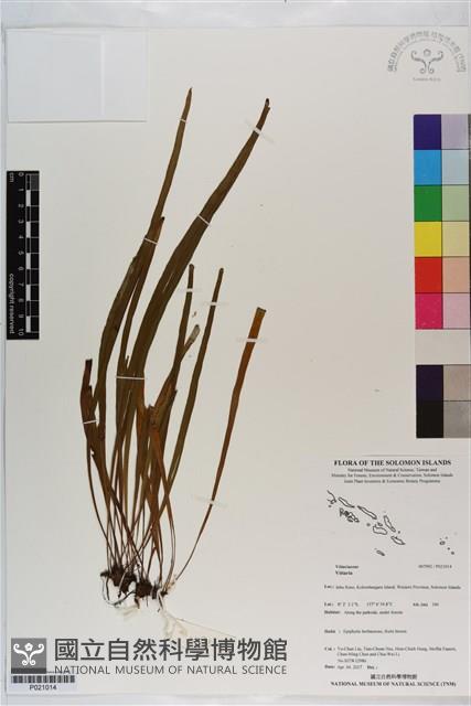 登錄號:P021014藏品圖，第1張
