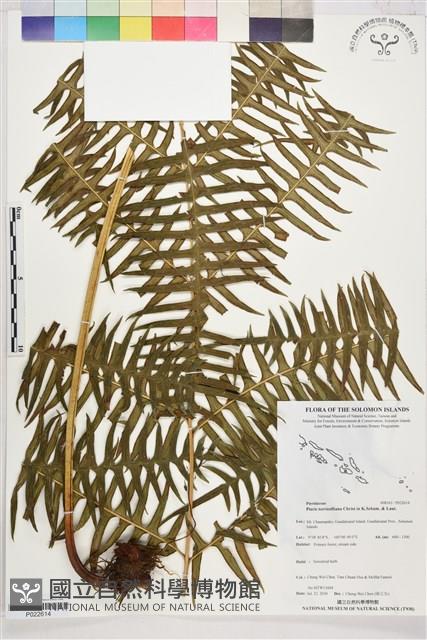 登錄號:P022614藏品圖，第1張