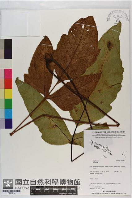 登錄號:P020814藏品圖，第1張