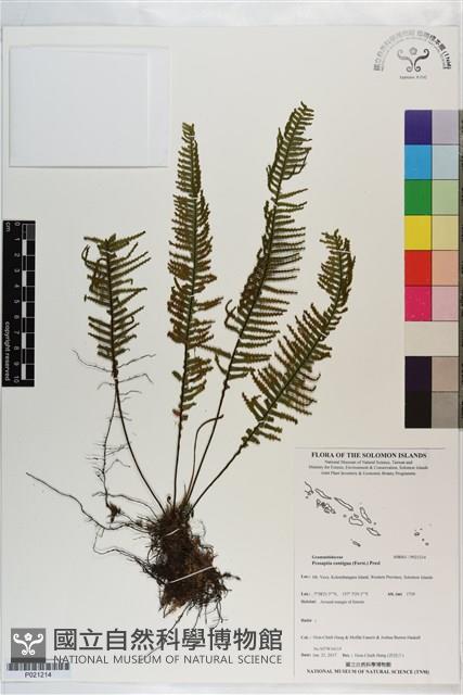 穴子蕨藏品圖，第1張