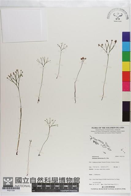 分枝莎草蕨藏品圖，第1張