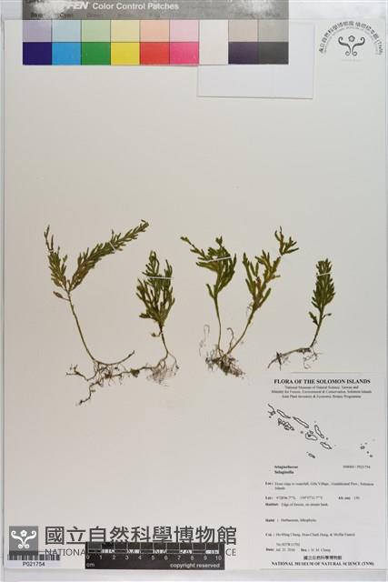 登錄號:P021754藏品圖，第1張