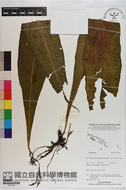 登錄號:P021054藏品圖，第1張