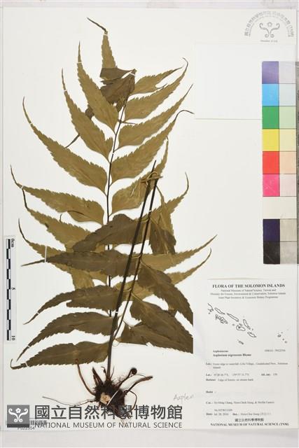 登錄號:P022554藏品圖，第1張