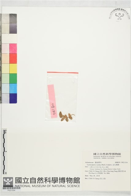 金毛裸蕨藏品圖，第1張