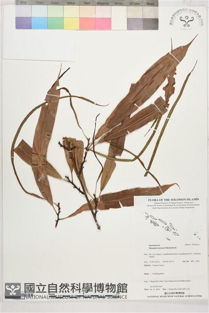 登錄號:P022654藏品圖，第1張