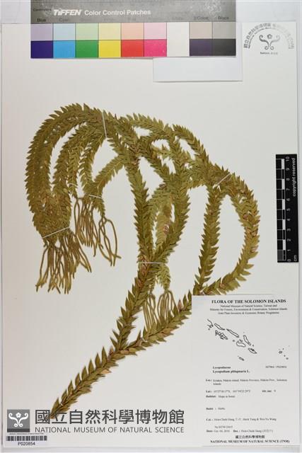 垂枝石松藏品圖，第1張