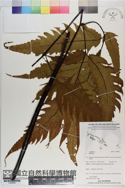 登錄號:P020994藏品圖，第1張