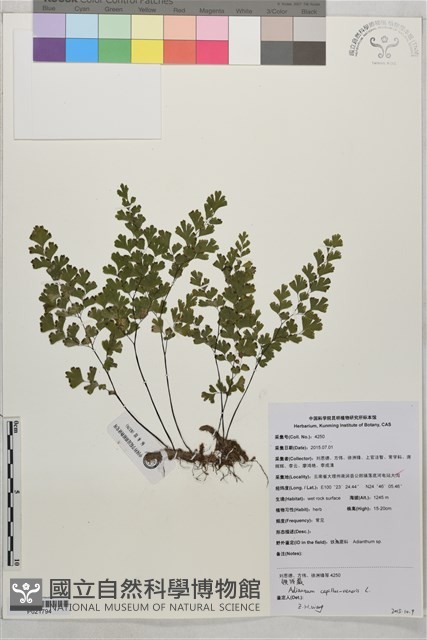 鐵線蕨藏品圖，第1張