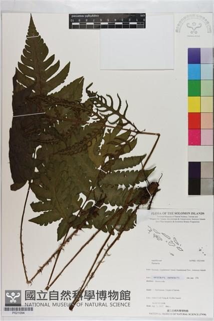 登錄號:P021094藏品圖，第1張