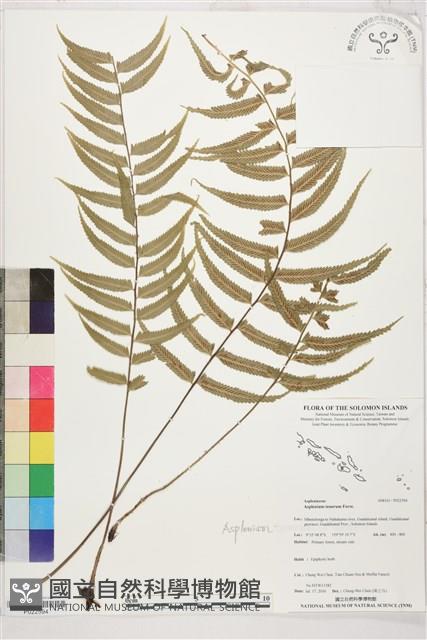 鈍齒鐵角蕨藏品圖，第1張