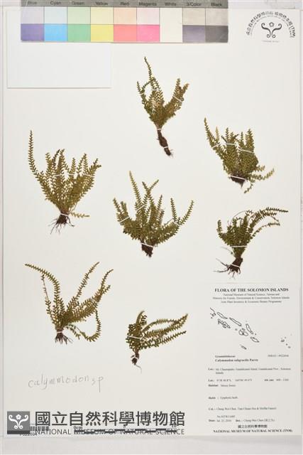 登錄號:P022694藏品圖，第1張