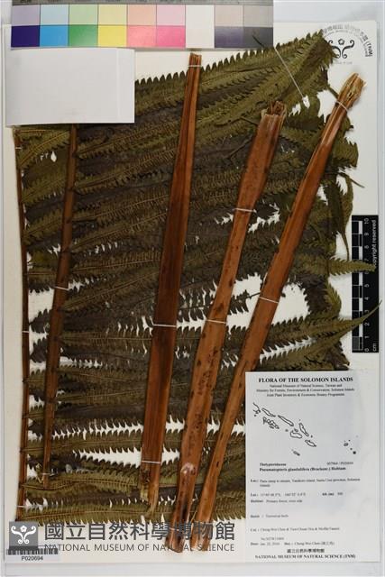 登錄號:P020694藏品圖，第1張