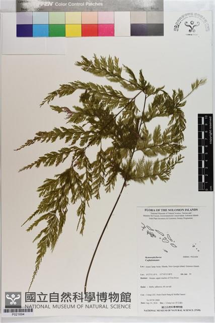 登錄號:P021694藏品圖，第1張