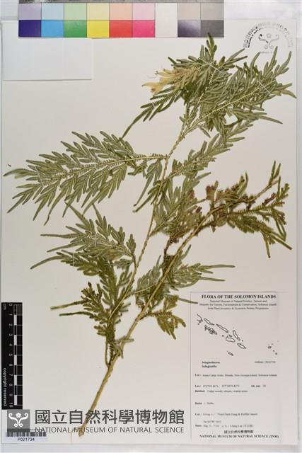 登錄號:P021734藏品圖，第1張