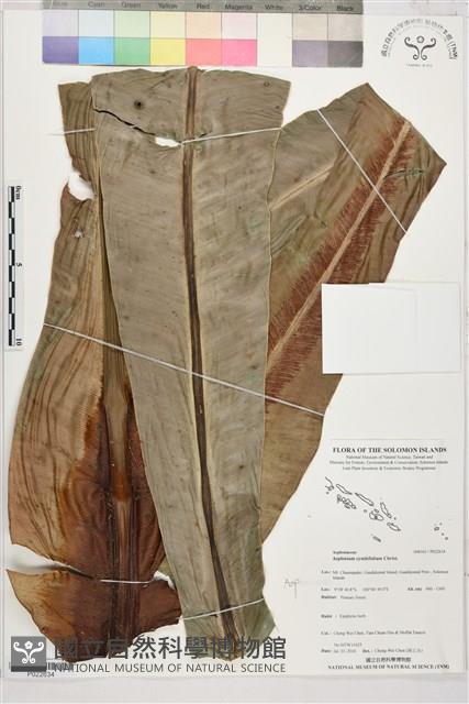 登錄號:P022634藏品圖，第1張