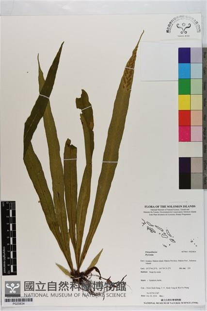 登錄號:P020834藏品圖，第1張