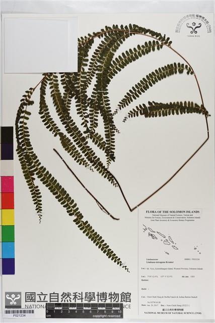 登錄號:P021234藏品圖，第1張