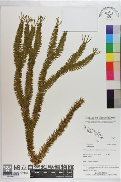 登錄號:P020964藏品圖，第1張