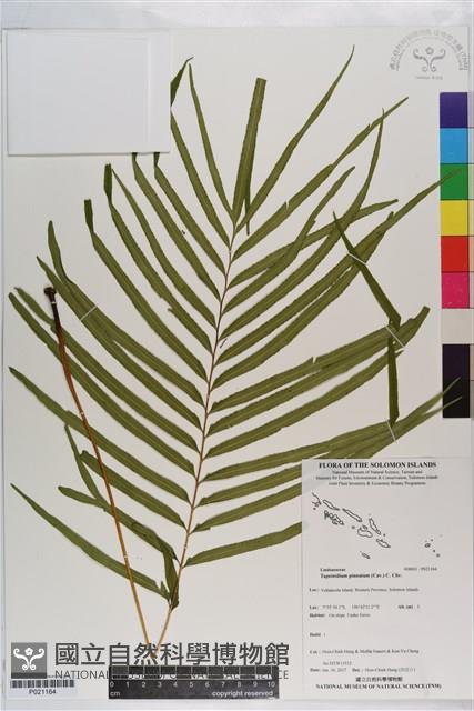 達邊蕨藏品圖，第1張