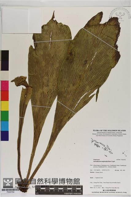 登錄號:P020764藏品圖，第1張